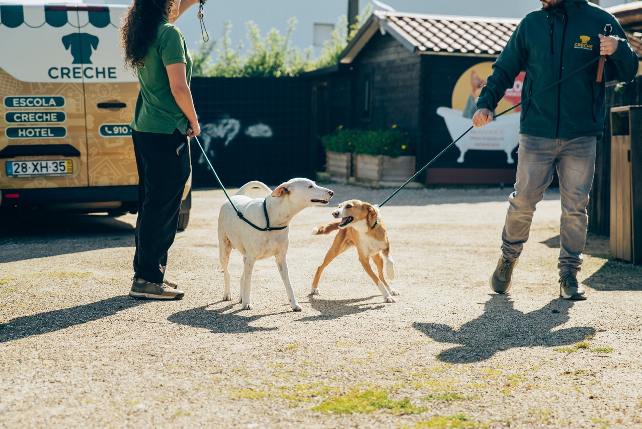 Creche para cães